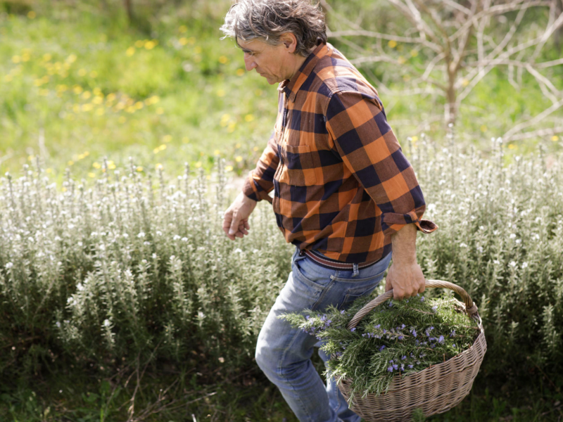 Agricoltura biodinamica e piante officinali: un corso teorico-pratico alla Fattoria Cuore Verde