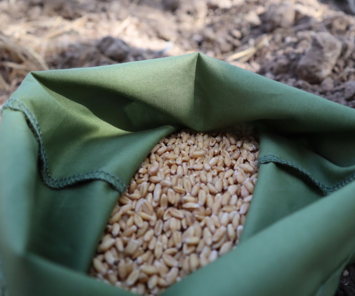 Nuovi OGM: Demeter lancia un appello agli europarlamentari