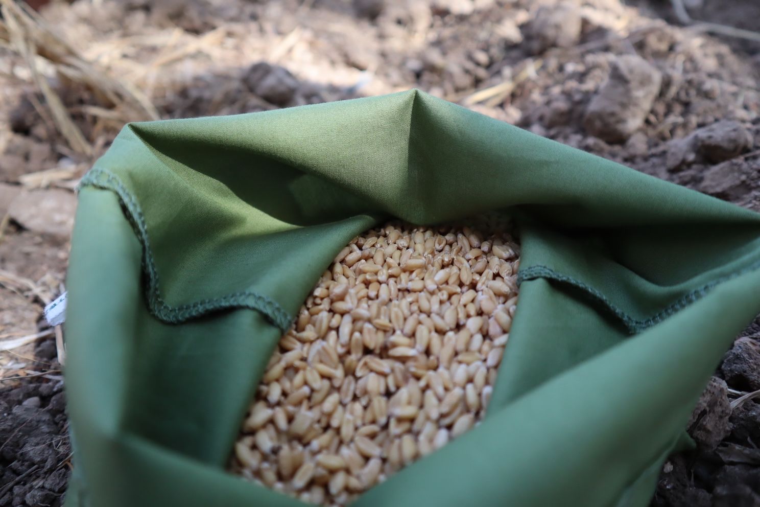 Nuovi OGM: Demeter lancia un appello agli europarlamentari