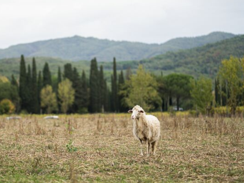 La transizione agroecologica nei Parchi: un volano che tutela economia, paesaggio e ambiente