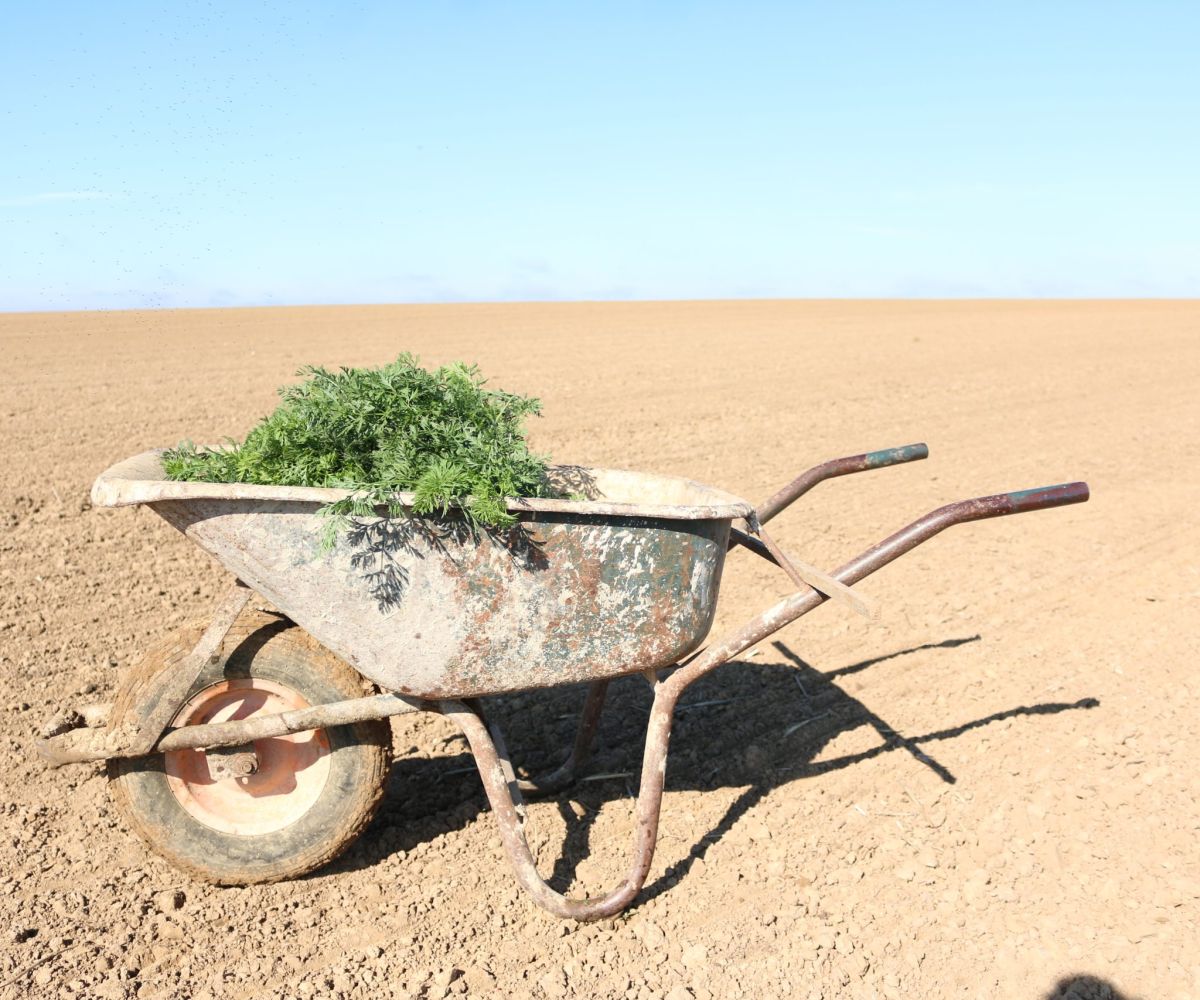 Fronteggiare caldo e siccità con l’agricoltura biodinamica