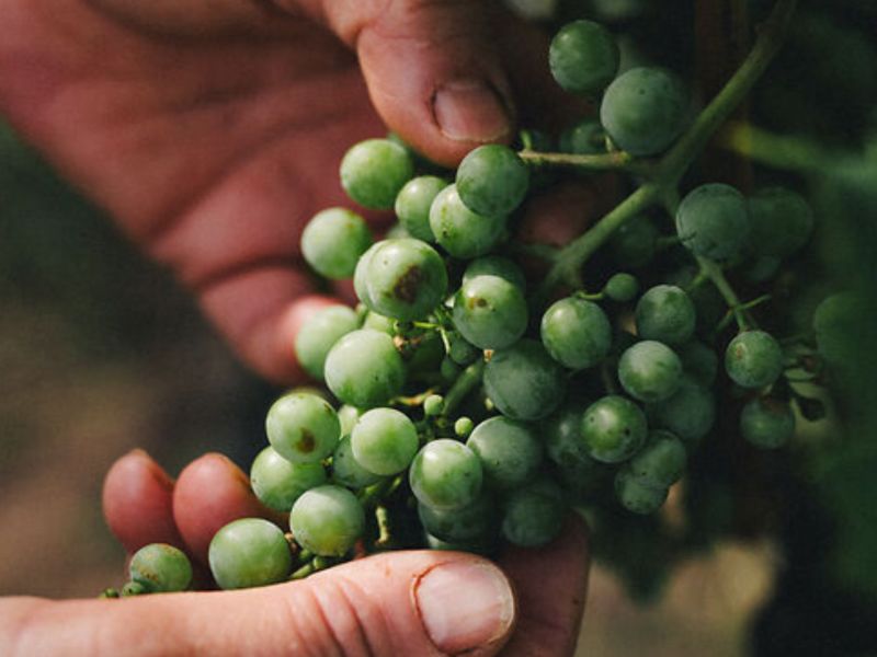 Viticoltura Biodinamica: un percorso professionale tra suolo, vite e preparati