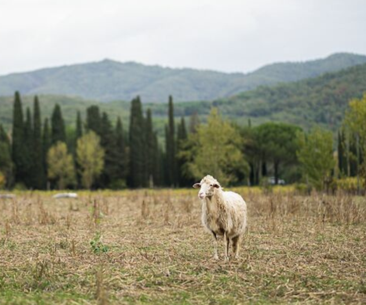 La transizione agroecologica nei Parchi: un volano che tutela economia, paesaggio e ambiente