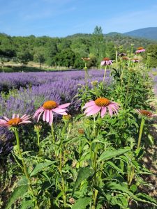 Piante-aromatiche-Demeter