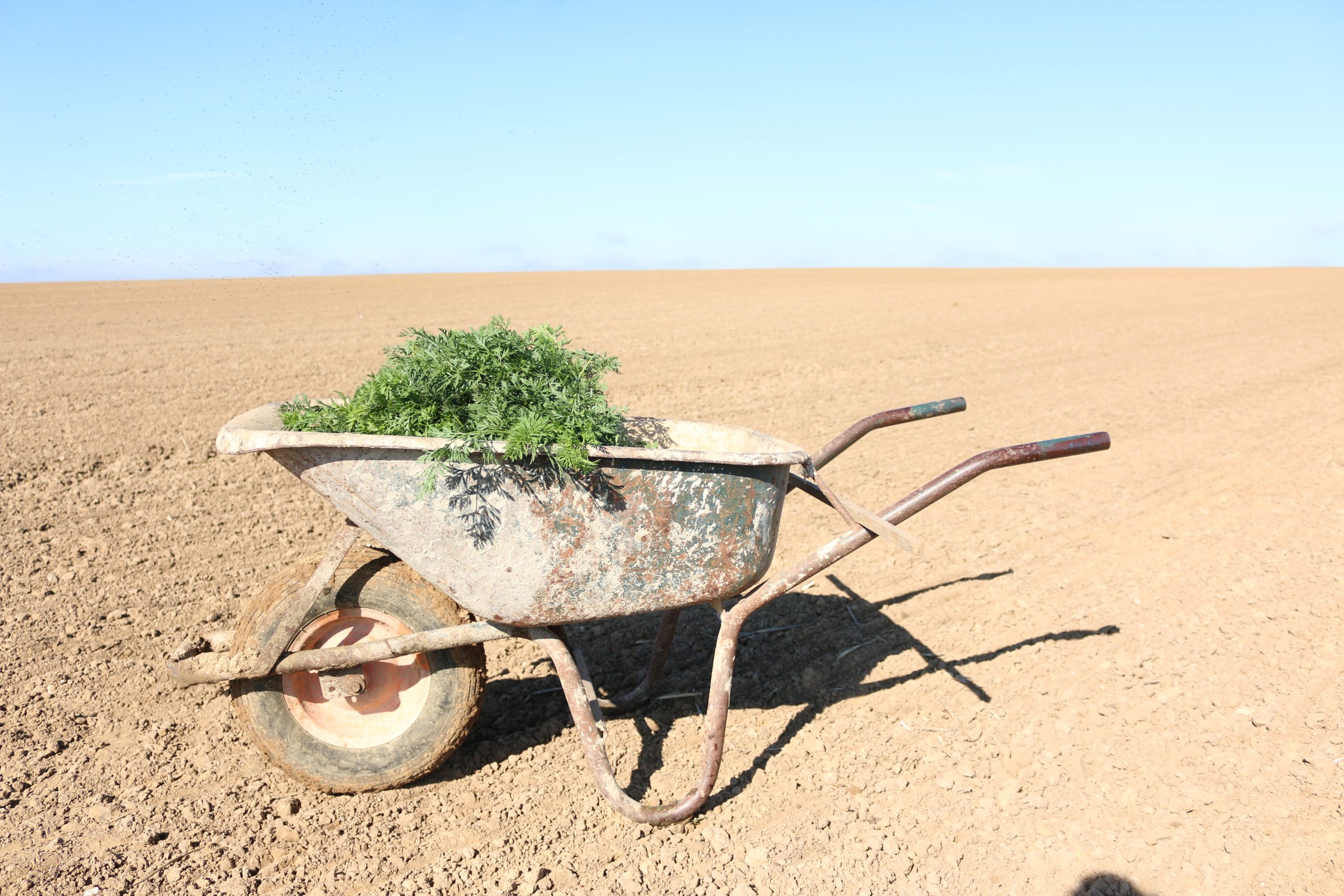 Fronteggiare caldo e siccità con l’agricoltura biodinamica