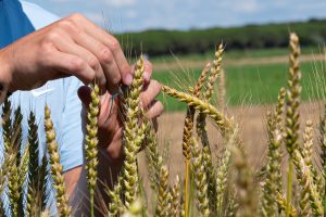 Seminare-il-Futuro-campo2-Demeter-Italia