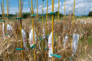 Seminare-il-Futuro-campo-Demeter-Italia