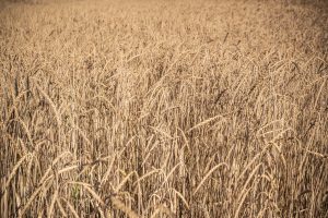 Biodiversità e sementi