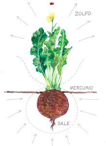 La pianta tra cielo e terra - Fabio Fioravanti - Disegno E. Bassi