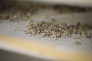 Erbe officinali Demeter Italia della Fattoria Cuore Verde - Foto Piero Martinello