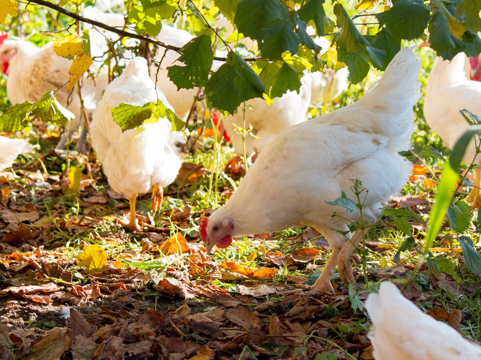 Gli animali nell’azienda agricola biodinamica: i vantaggi