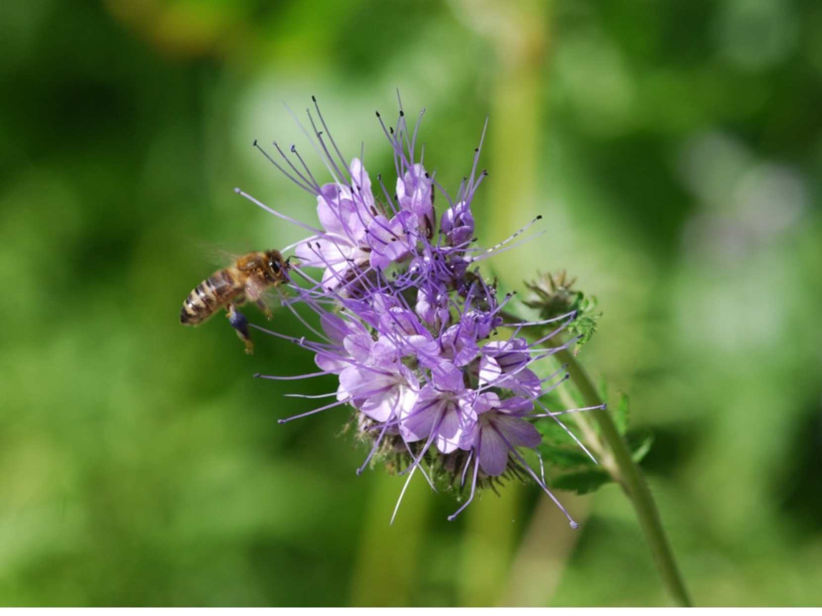 Biodiversità e impollinazione nei campi biodinamici