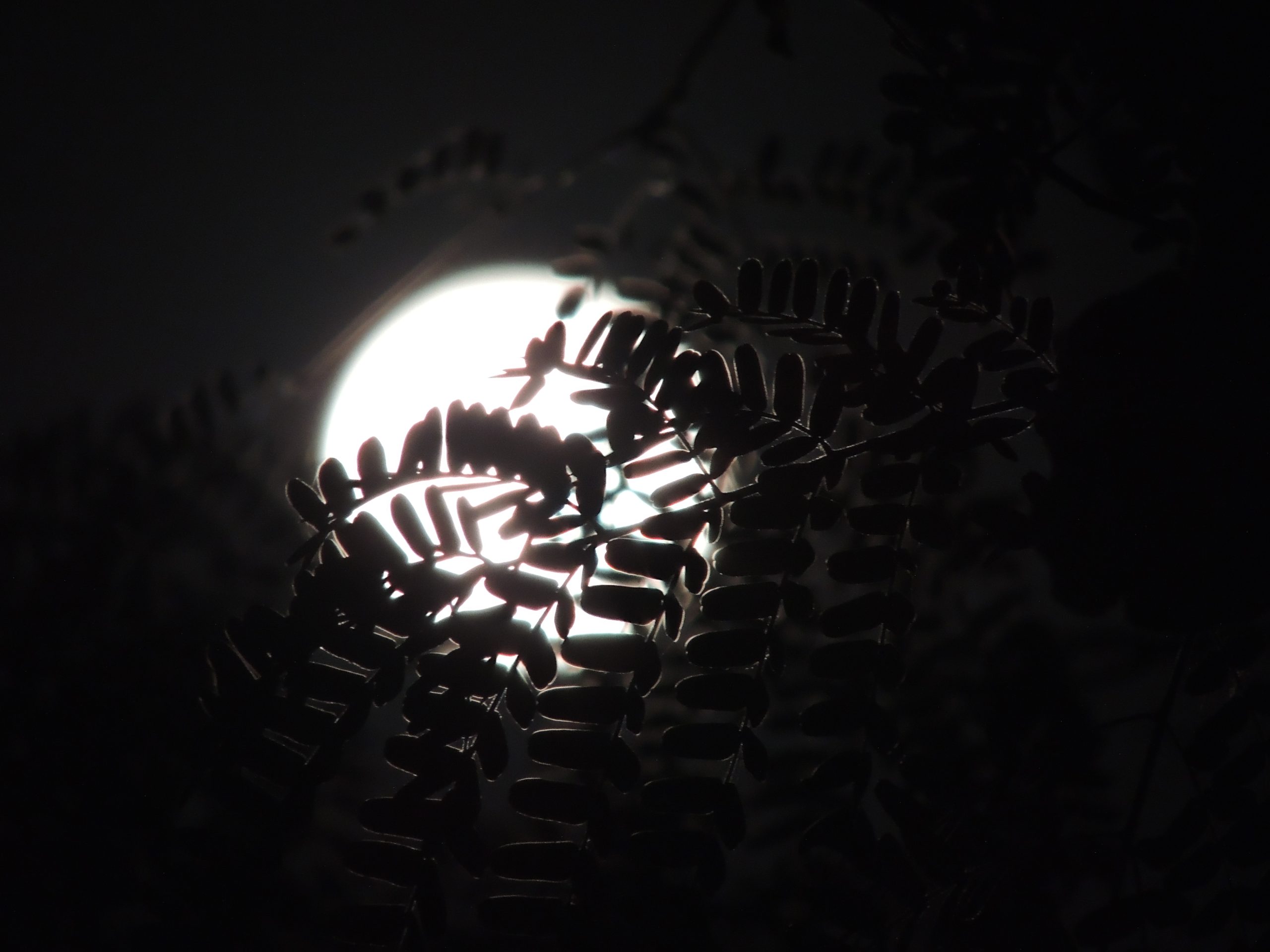 La Luna che influenza e il suo fascino senza tempo