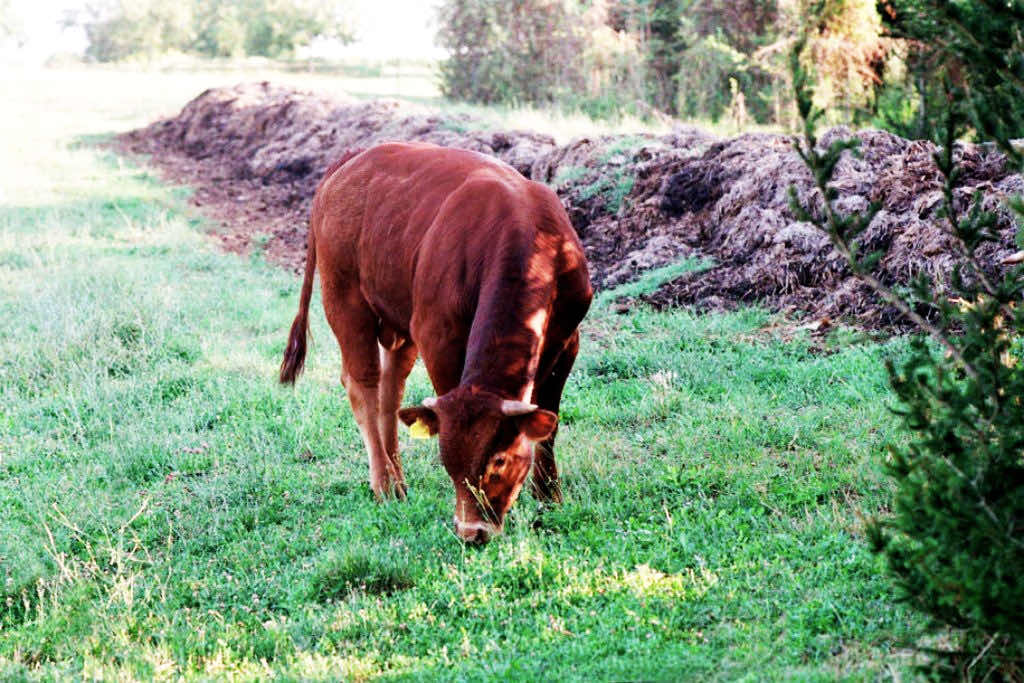 L’importanza della presenza animale nelle aziende agricole biodinamiche