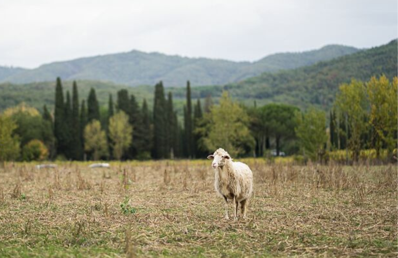 La transizione agroecologica nei Parchi: un volano che tutela economia, paesaggio e ambiente