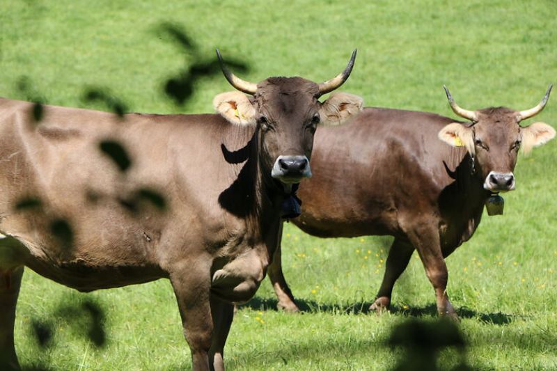 Pascolo nelle aziende biodinamiche: benessere animale e qualità dei prodotti