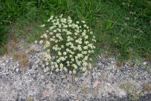 Piante indicatrici camomilla Demeter Italia