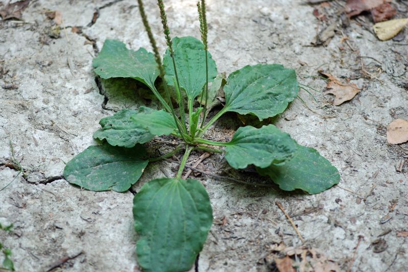 Le piante indicatrici della qualità del suolo