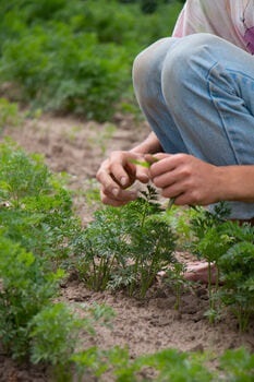 Il calendario biodinamico dei lavori agricoli