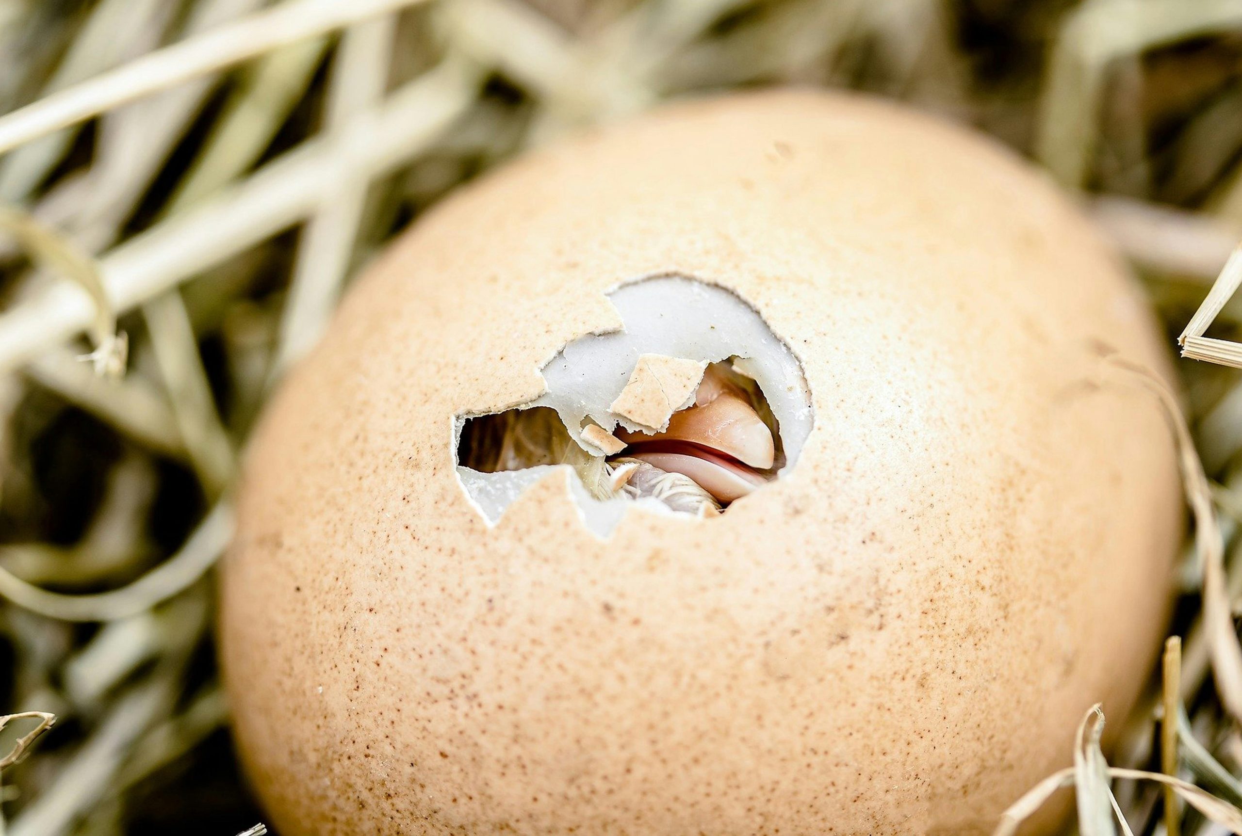 Le forze vitali del suolo nell’Equinozio di Primavera