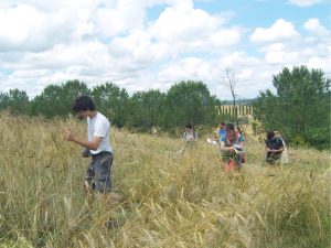 Selezione partecipata dell'orzo La Fucina di Poggio Antico Demeter Italia