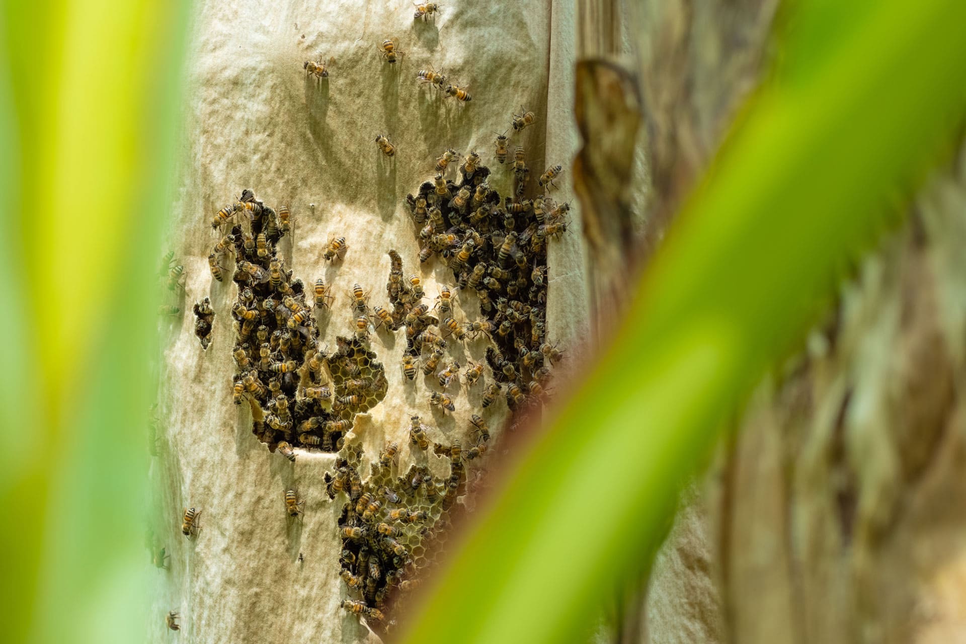 Biodiversità