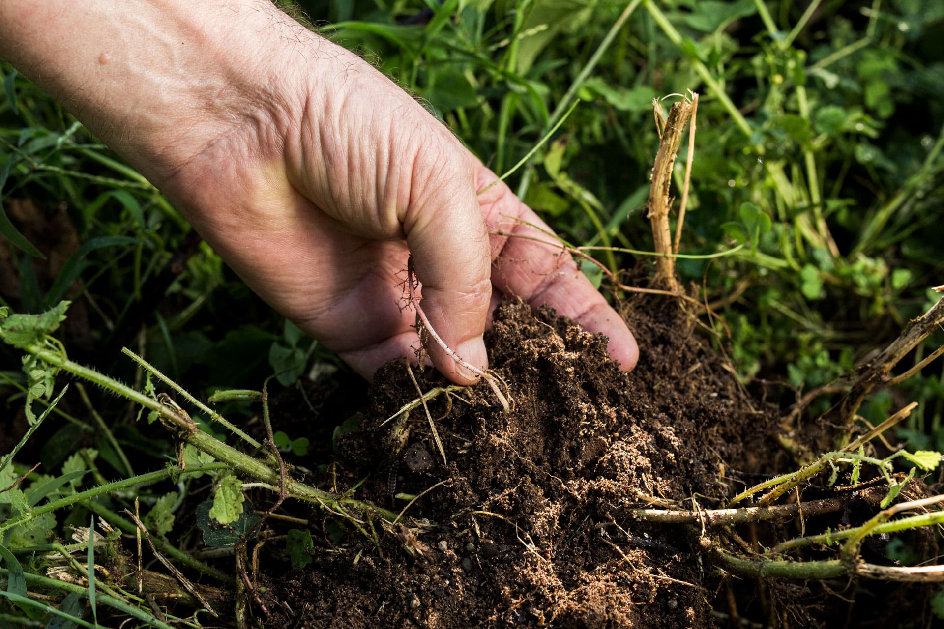 L’importanza della fertilità del terreno