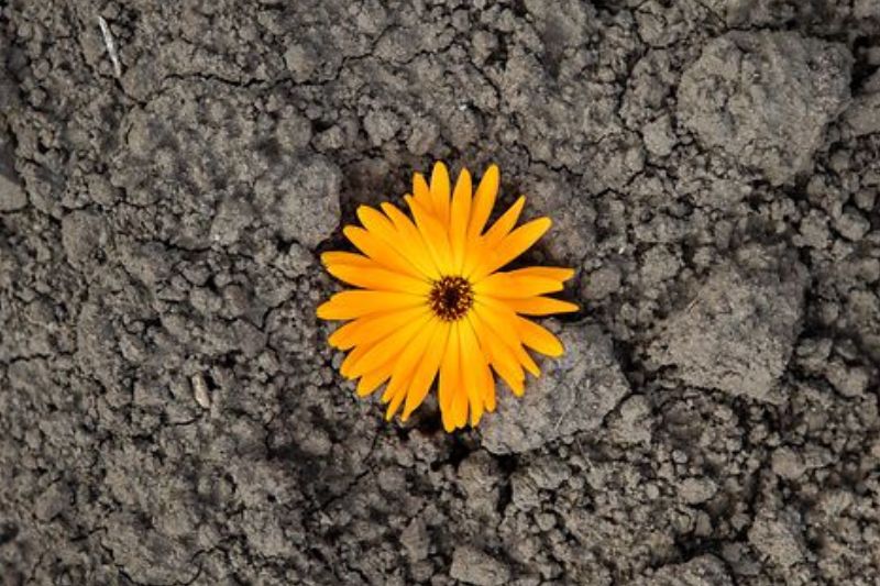 Mitigare gli effetti di caldo e siccità con l’agricoltura biodinamica