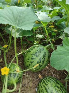Melone-di-Lentigione-Demeter-Italia