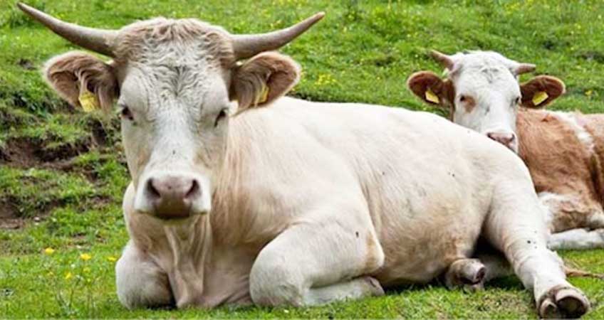 30° Convegno di Biodinamica