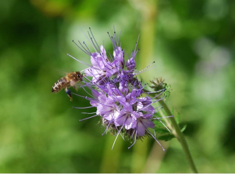 Biodiversità e impollinazione nei campi biodinamici