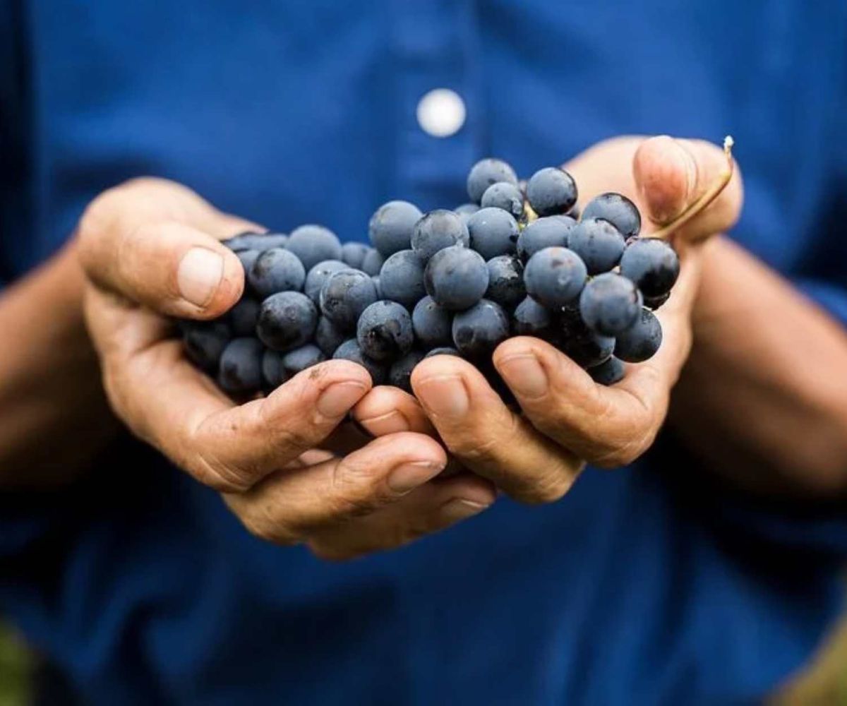 Vendemmia 2026: la più precoce di sempre. Il clima cambia le regole del vigneto