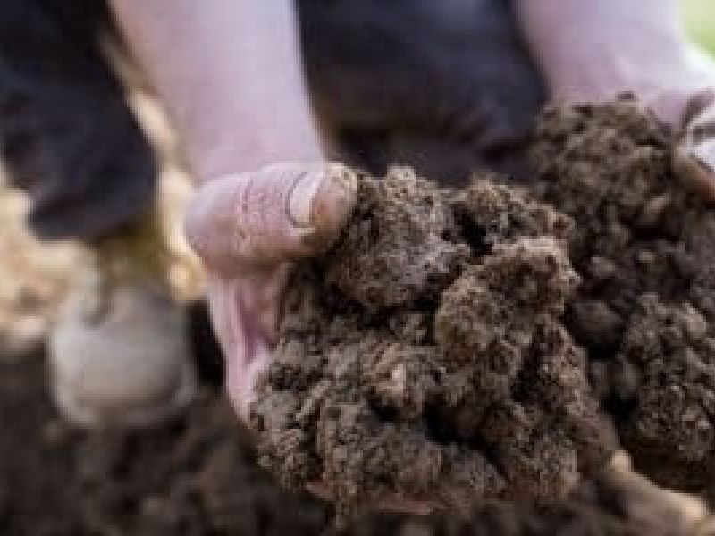 Suolo vivente, humus e sostanza organica