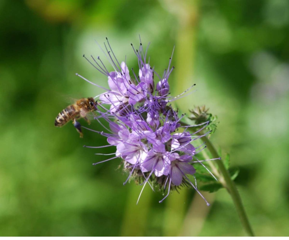 Biodiversità e impollinazione nei campi biodinamici