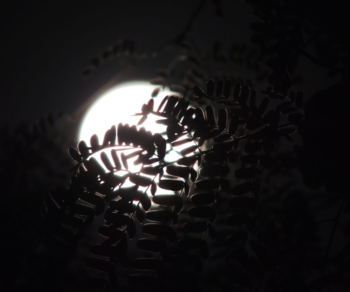 La Luna che influenza e il suo fascino senza tempo
