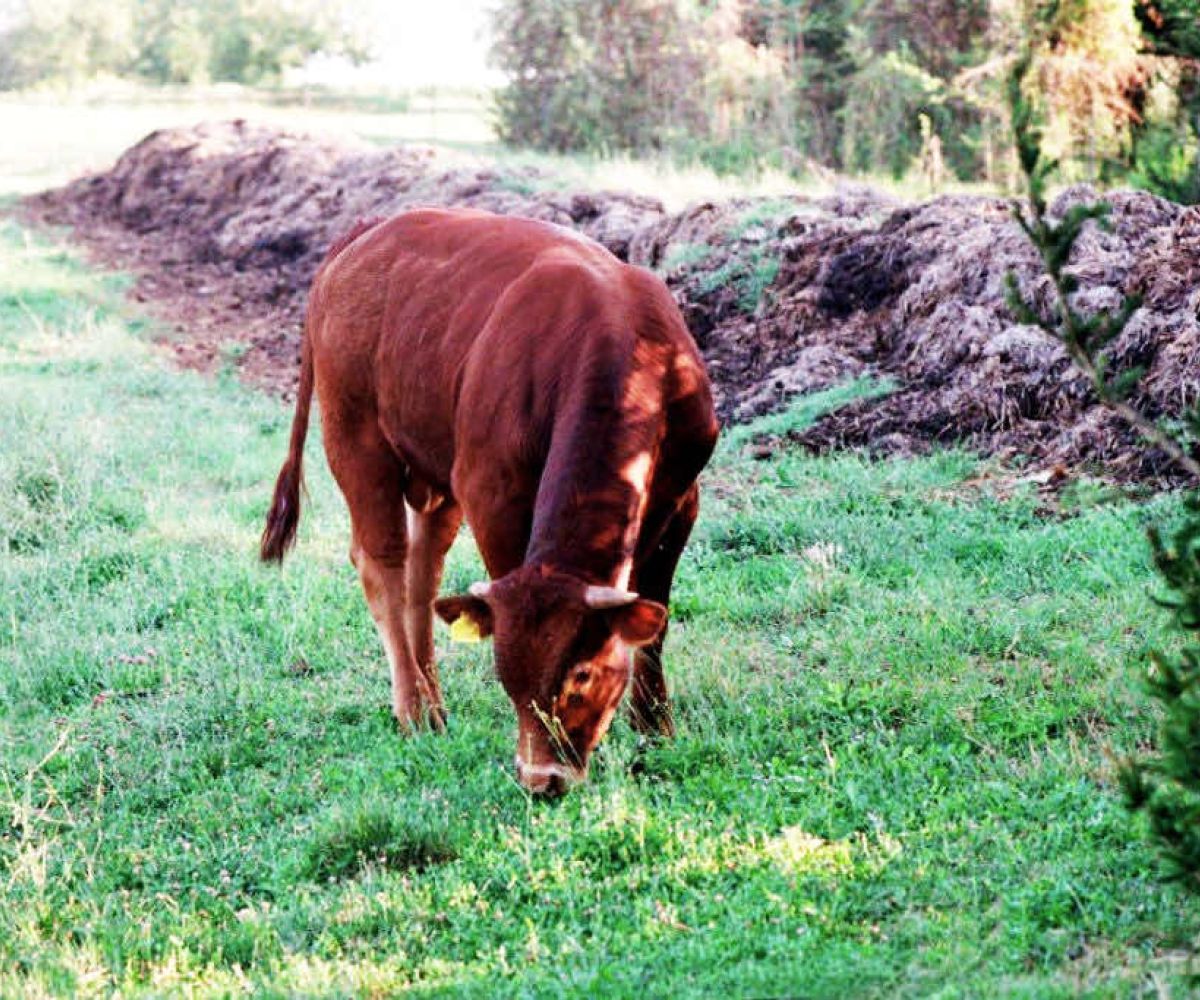 L’importanza della presenza animale nelle aziende agricole biodinamiche