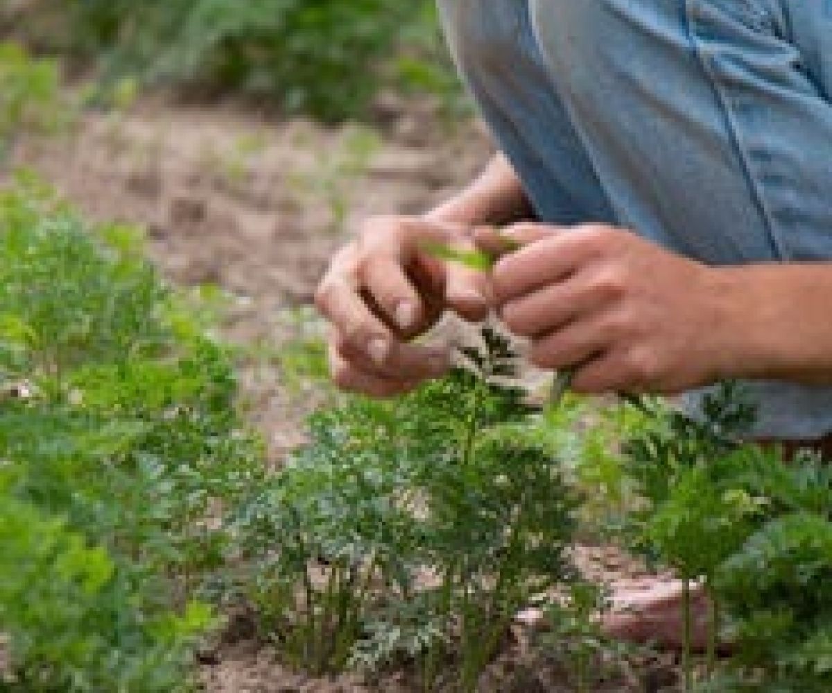 Il calendario biodinamico dei lavori agricoli
