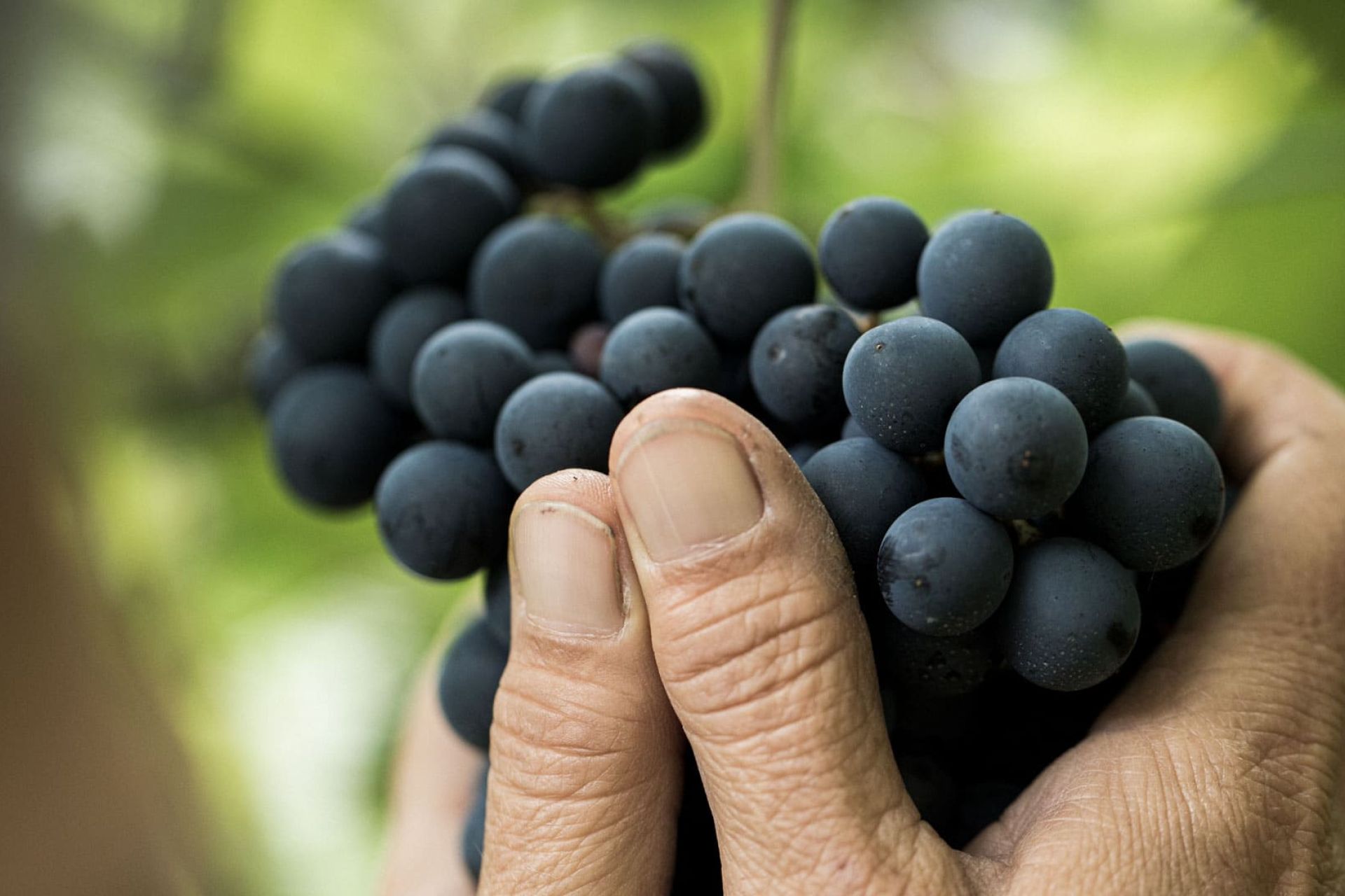 Vino