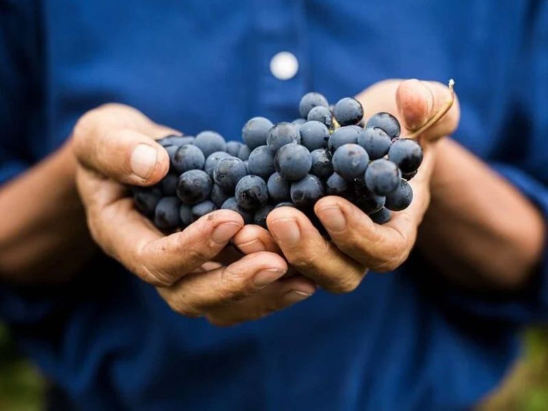 Vendemmia 2026: la più precoce di sempre. Il clima cambia le regole del vigneto