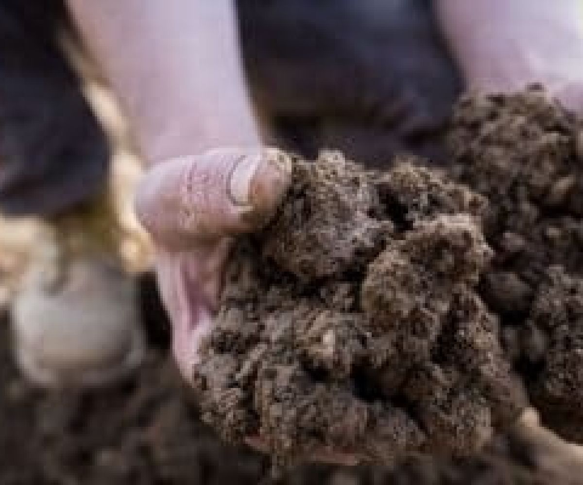 Suolo vivente, humus e sostanza organica