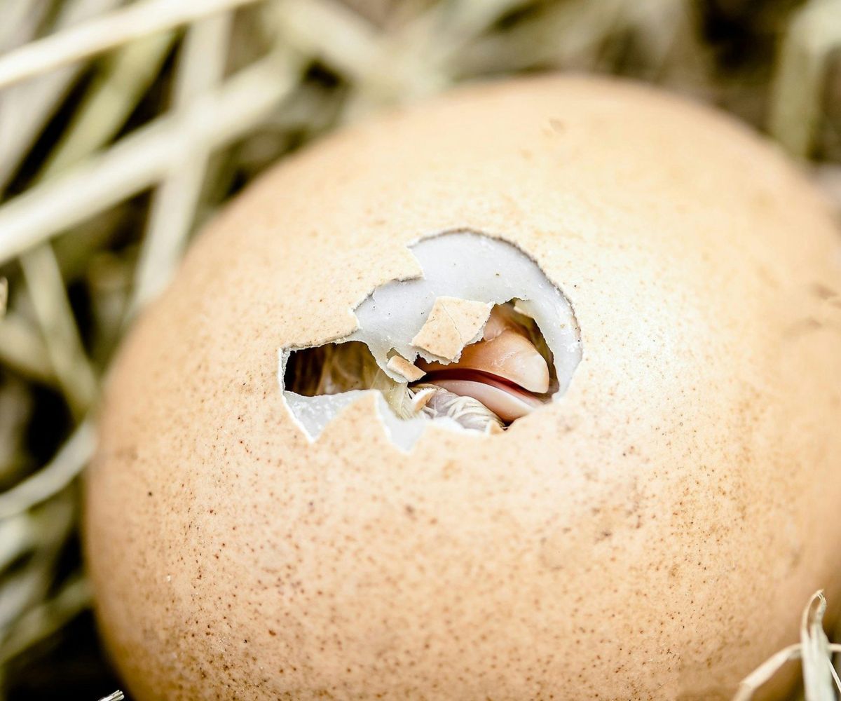 Le forze vitali del suolo nell’Equinozio di Primavera