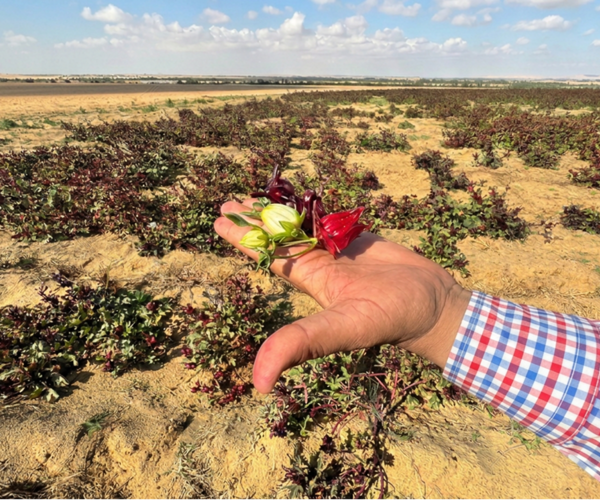 The Sekem Effect: il deserto che rifiorisce con la biodinamica